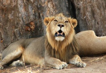 leeuw Tarangire NP © All for Nature Travel