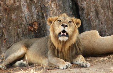 leeuw Tarangire NP © All for Nature Travel