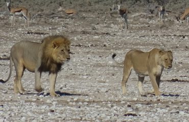 leeuwen etosha ©All for Nature Travel