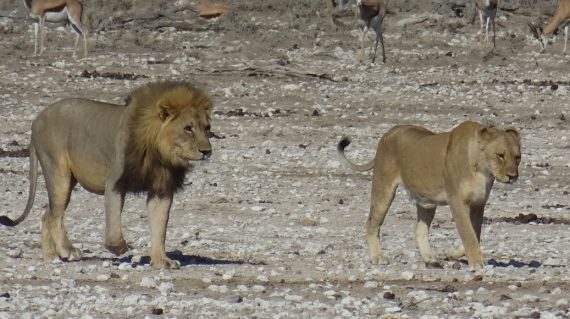 leeuwen etosha ©All for Nature Travel