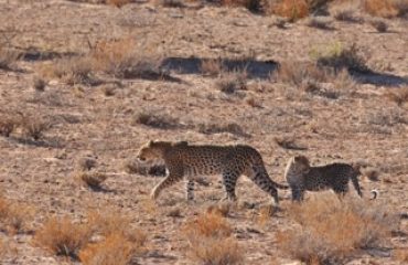 luipaard met jong Kgalagadi