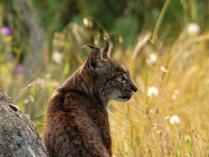 lynx Spanje, Iberische Lynx reis