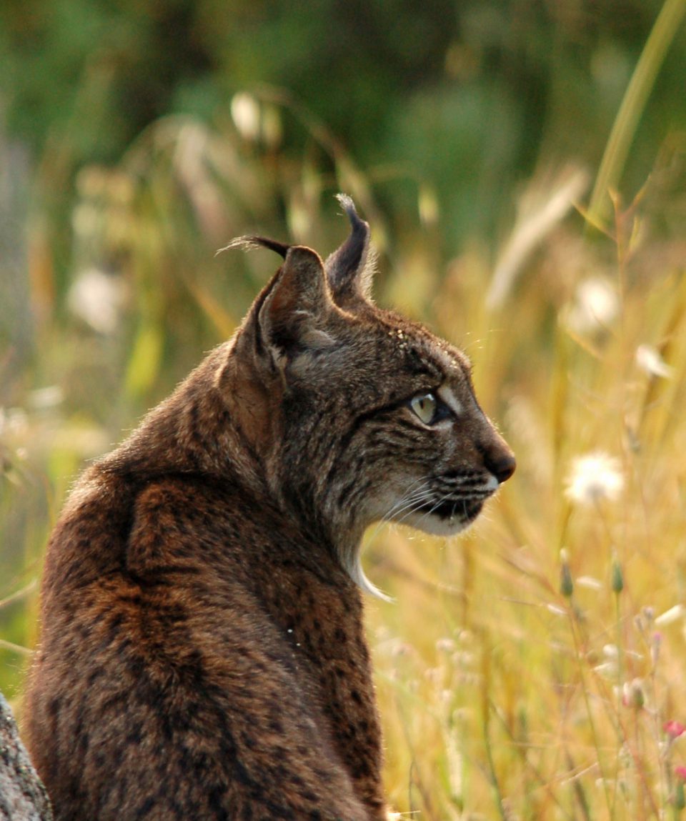 Iberische lynx ©All for Nature Travel