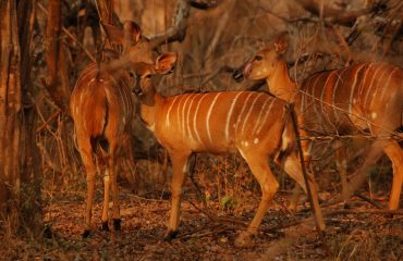 Nyala Majete NP © All for Nature Travel