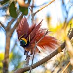 raggiana, paradijsvogel, papoea nieuw guina, png