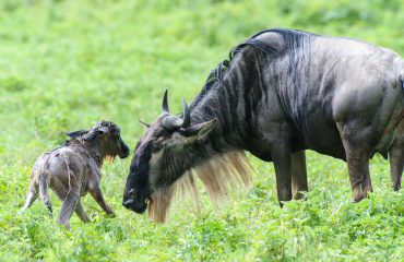 Geboorte Serengeti Ndutu Migratie @MartinvanLokven