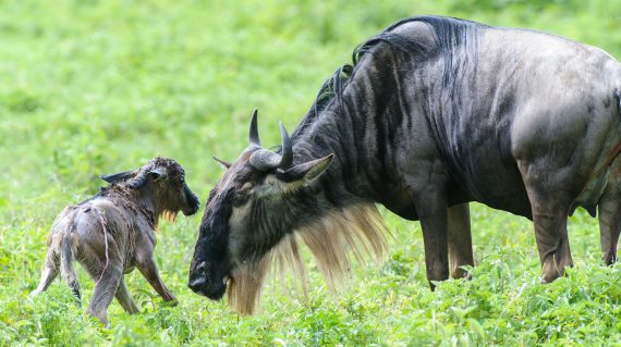 Geboorte Serengeti Ndutu Migratie @MartinvanLokven