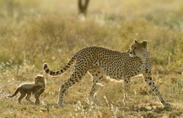 Serengeti Ndutu Cheeta moeder @MartinvanLokven