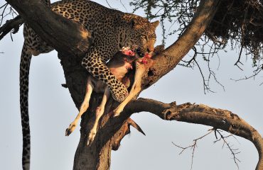 Serengeti Ndutu luipaard met prooi @MartinvanLokven