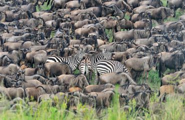 Serengeti Ndutu Migratie @MartinvanLokven