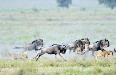 cheetah hunt Serengeti Ndutu Migratie @MartinvanLokven