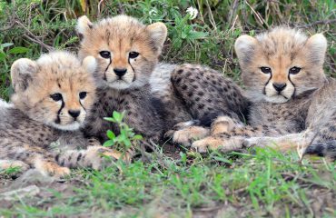 Serengeti Ndutu Cheeta welpen @MartinvanLokven