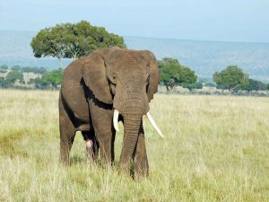 olifant , masai mara