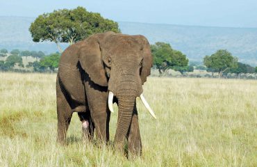 olifant mara © All for Nature Travel