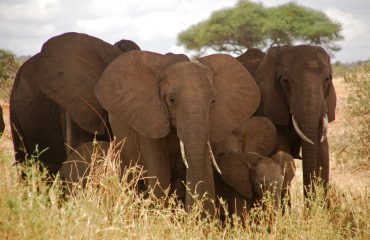 olifanten Tarangire NP ©All for Nature Travel