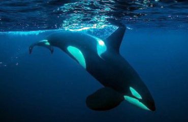 Snorkelen met orka's © Goran Ehlme