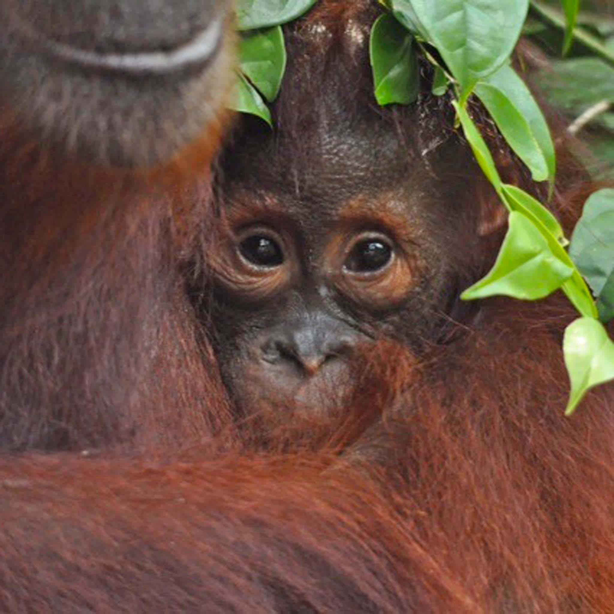 orang-oetan baby © All for Nature Travel