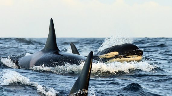 orka Noorwegen © Kenneth Petterson
