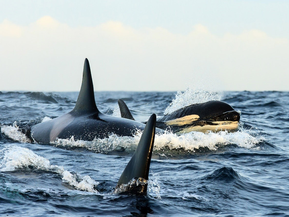 orka , noorwegen, haringtrek, orca, orcas