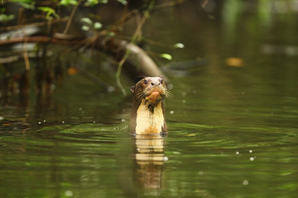 Reuzenotter, Yasuni, Ecuador, Napo Wildlife Center