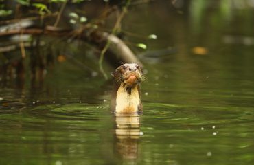 Reuzenotter Napo Wildlife Center