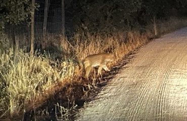 Iberische lynx nightdrive @All for Nature Travel