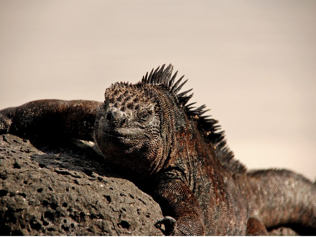 iguana, reis Galapagos
