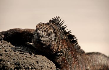 Marine Iguana Galapagos ©All for Nature Travel