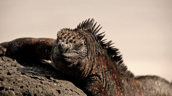 Marine Iguana Galapagos ©All for Nature Travel