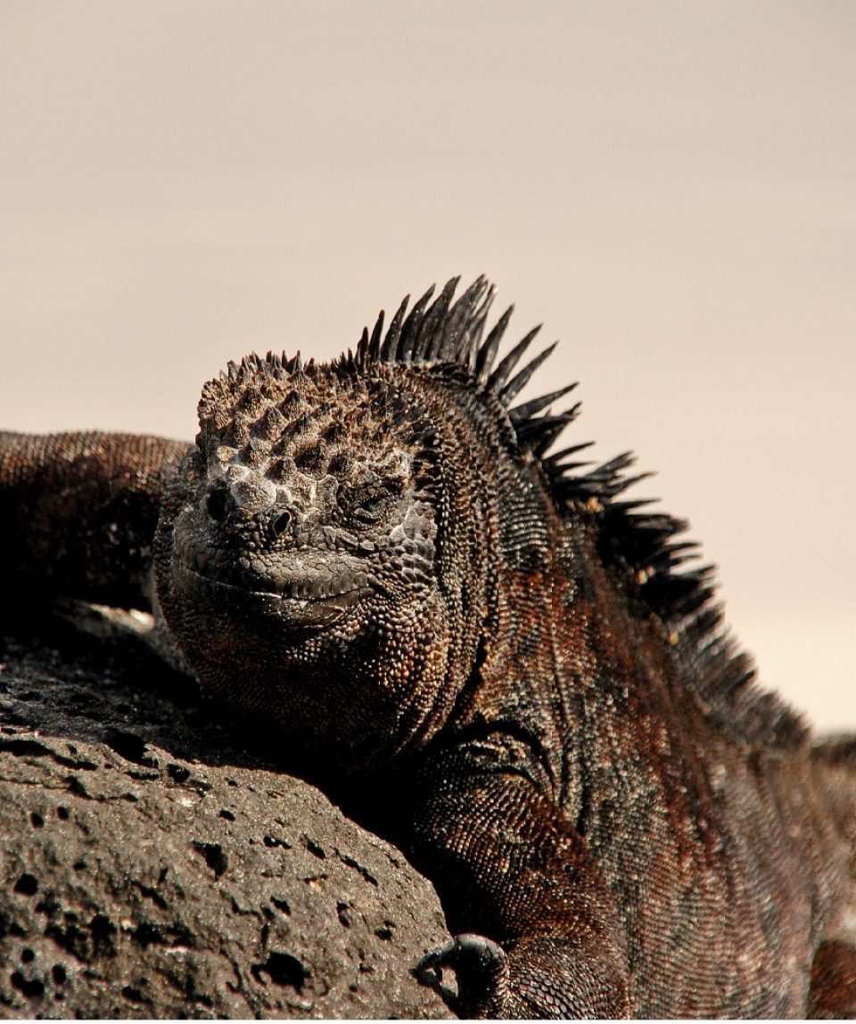 Marine Iguana Galapagos ©All for Nature Travel