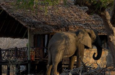 ruaha river lodge met olifant