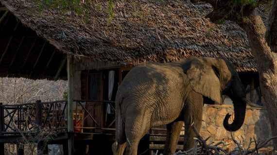 ruaha river lodge met olifant