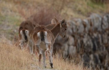 Iberische steenbok jongen @All for Nature Travel