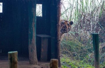tijger dudhwa ©Jaagir Lodge