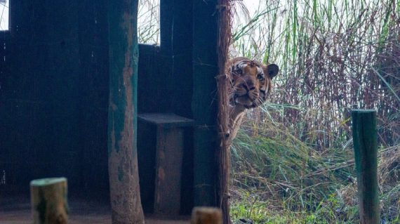 tijger dudhwa ©Jaagir Lodge