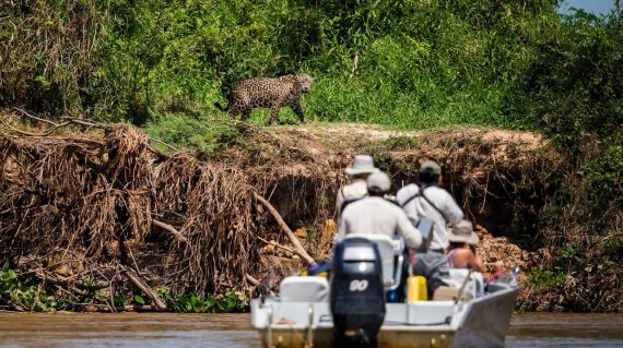 jaguar bootsafari Pantanal