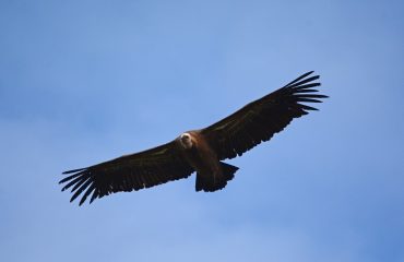 vale gier Andujar @All for Nature Travel