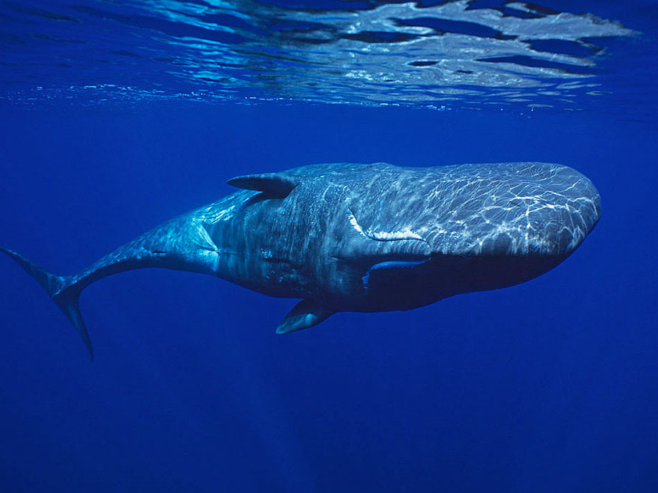 Reis potvis, reis Azoren, potvis, pico, whale watching