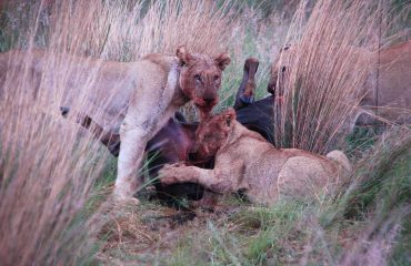 leeuwen bij hun prooi © All for Nature Travel