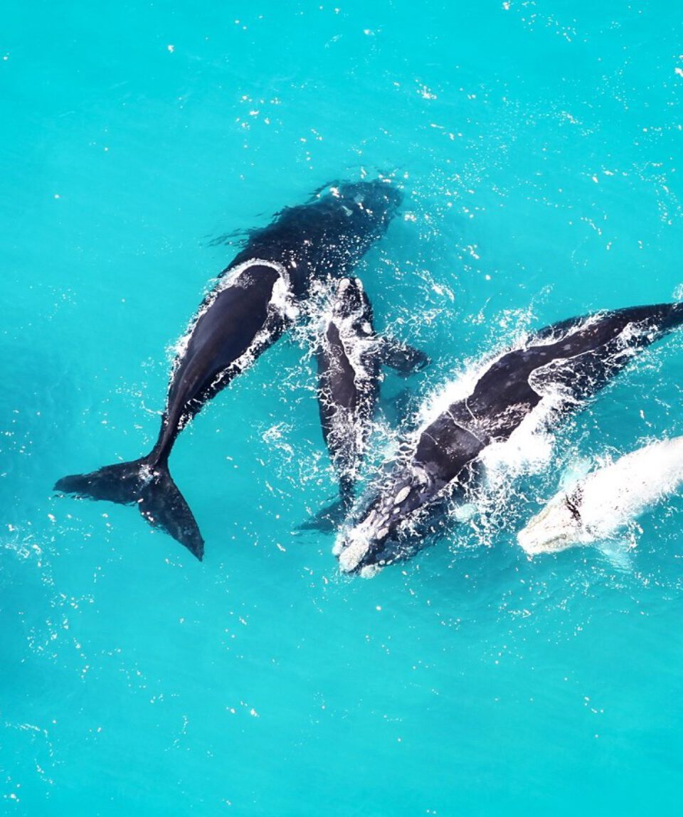 walvis spotten bij Grootbos