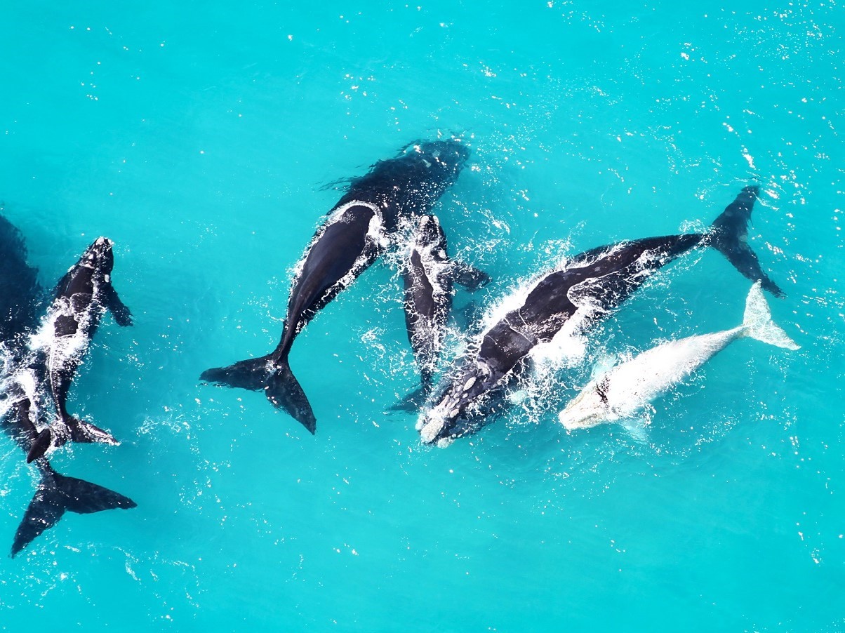 walvis reis Zuid-Afrika