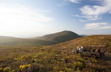 Grootbos safari