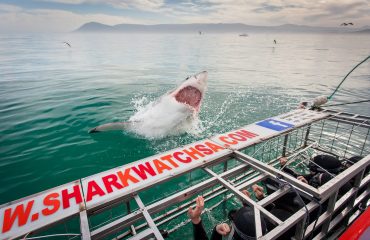 Shark Cage Diving bij Grootbos