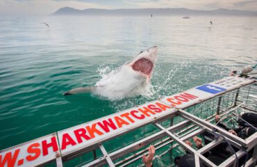 Cage Diving Grootbos