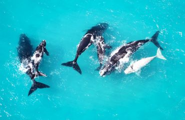 Whale watching vanuit de lucht bij Grootbos