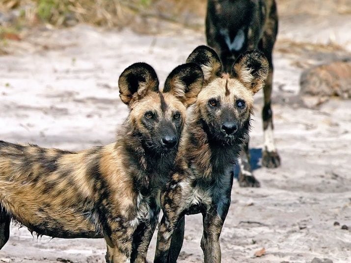 safari wilde honden