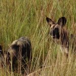 wilde honden, Kafue NP