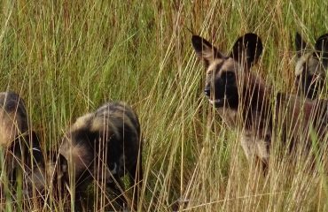 wilde honden Kafue © All for Nature Travel