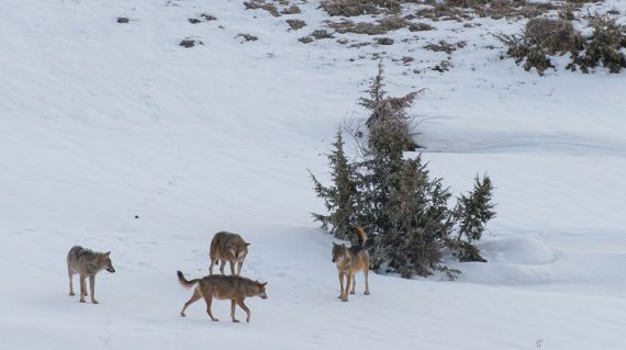 Wolven in januari in Abruzzo