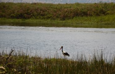 zadelbekooievaar in Akagera © All for Nature